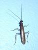 Amantis sp.